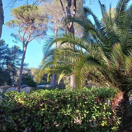 Le Damiseu